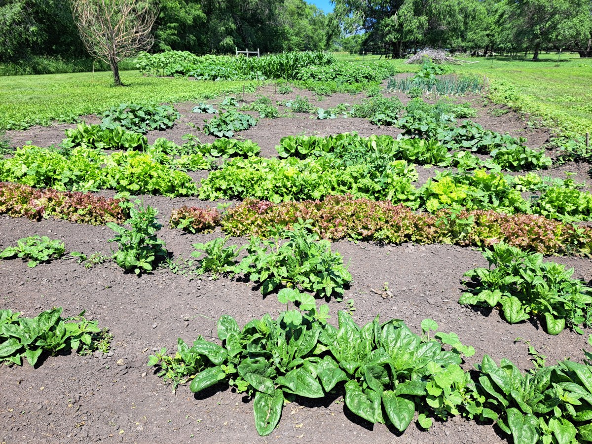 Garden Saints